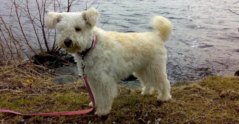 15 dog breeds that make visitors ask what on earth that dog is