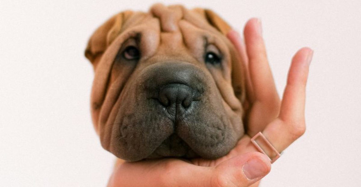 15 dog breeds that need one steady leader to stay balanced