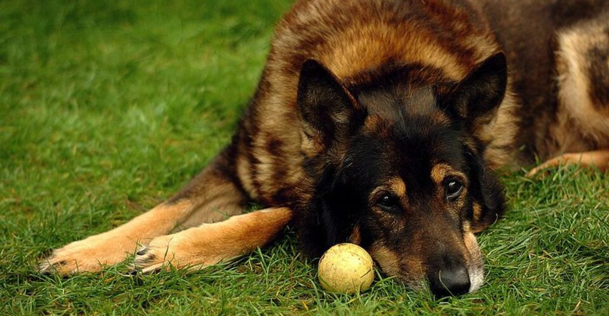 15 dog breeds that often feel more emotionally complex than