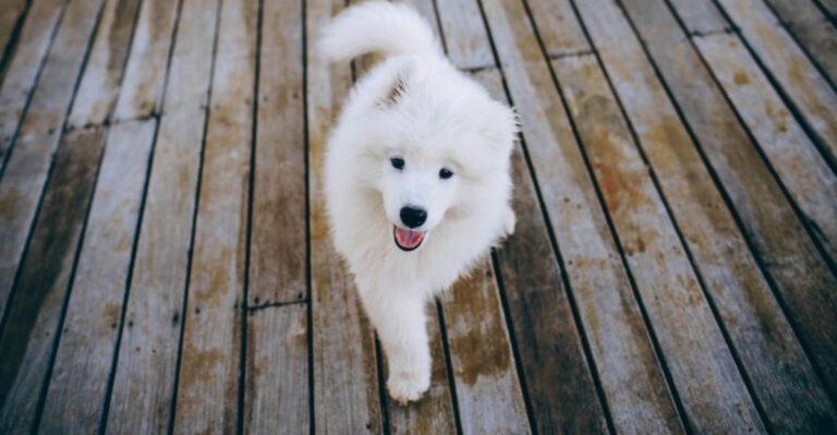 15 dog breeds that often reveal their true personality much later than expected dog news