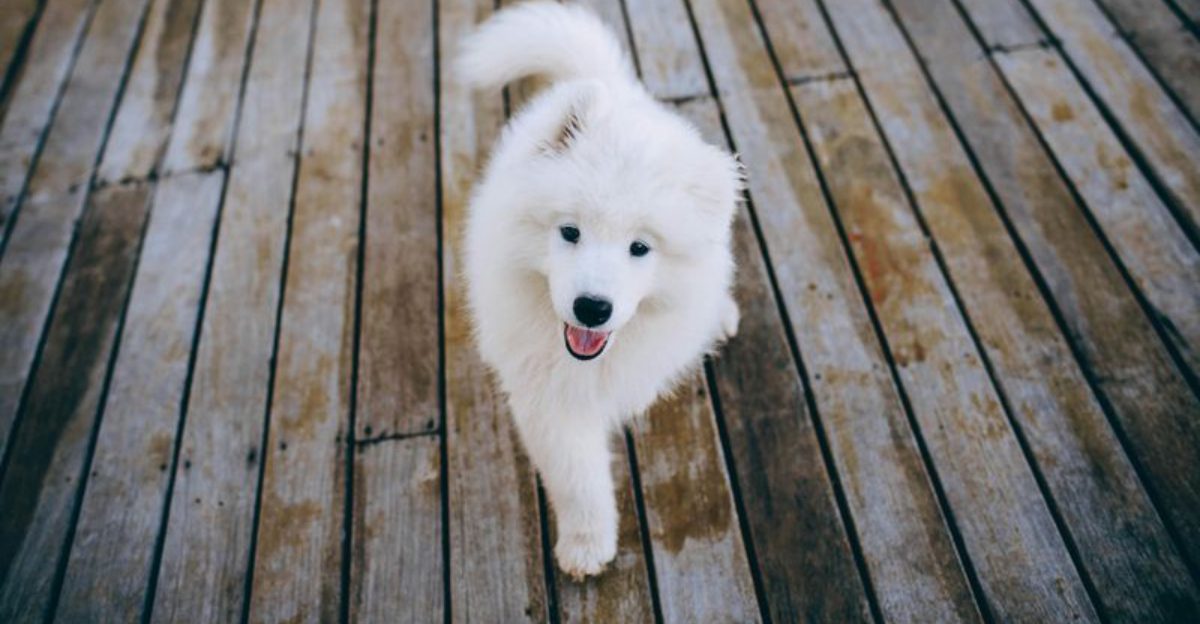 15 dog breeds that often reveal their true personality much later than