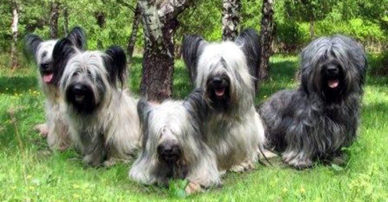 15 dog breeds that process new people slowly instead of instantly trusting them