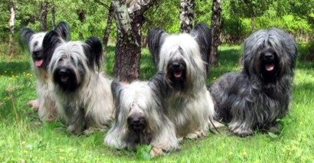 15 dog breeds that process new people slowly instead of instantly trusting them