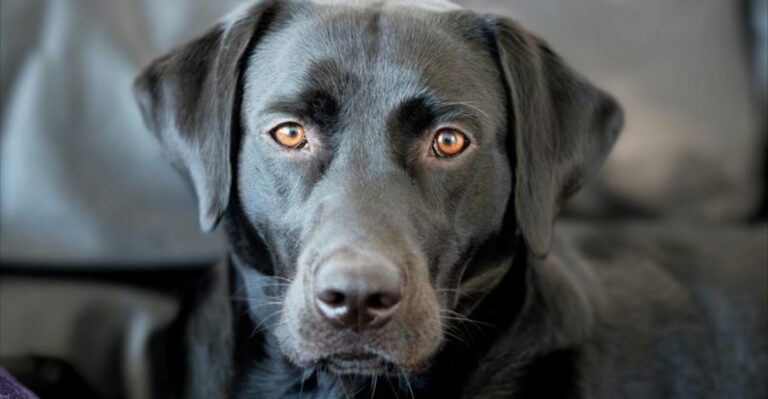 15 dog breeds that quietly reshape how people think about companionship dog news