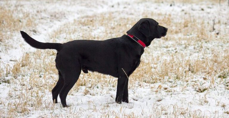 15 dog breeds that remain patient but notice everything around them dog news