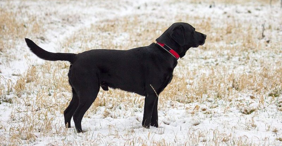 15 dog breeds that remain patient but notice everything around them