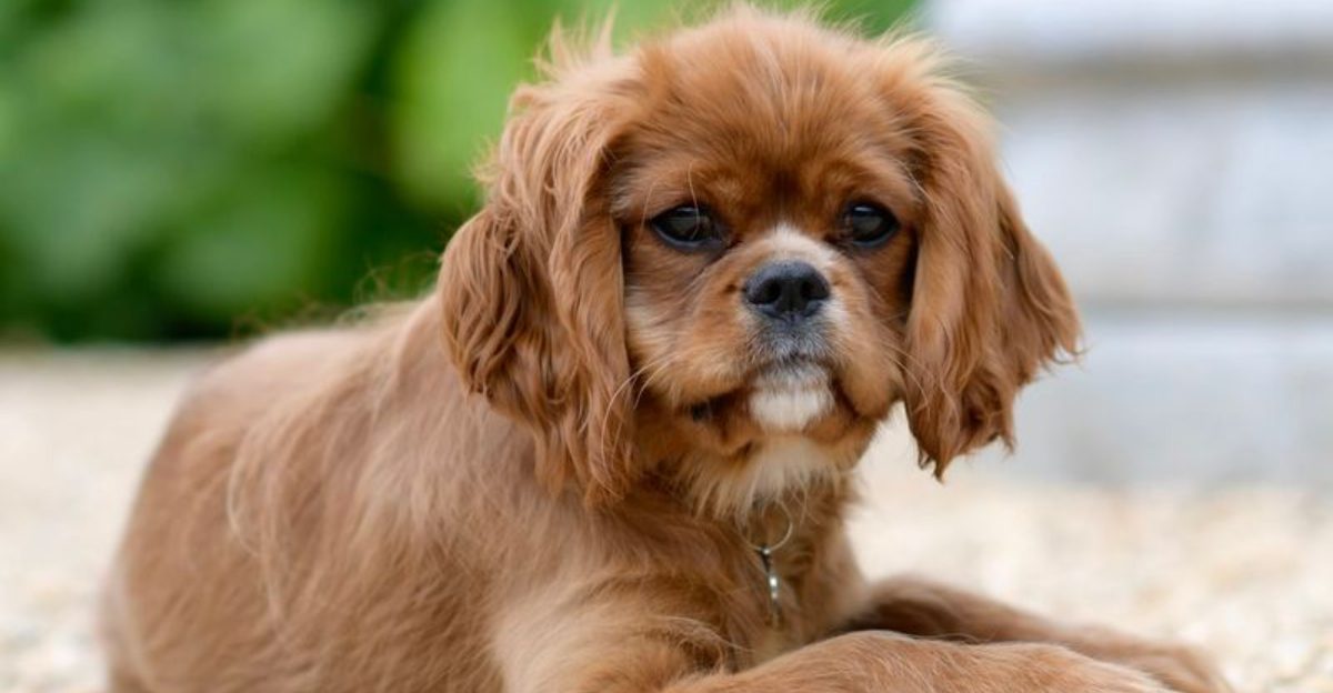 15 dog breeds that respond more to your face than your voice