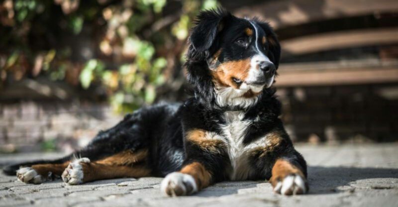 15 dog breeds that seem built for quiet mountain cabins