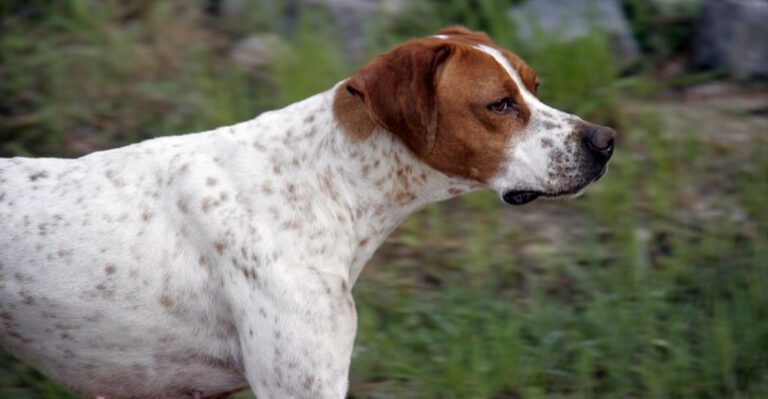 15 dog breeds that seem like they were made for people who hate boring routines dog news