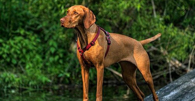 15 dog breeds that seem like they would be the stars of a long summer spent outdoors dog news