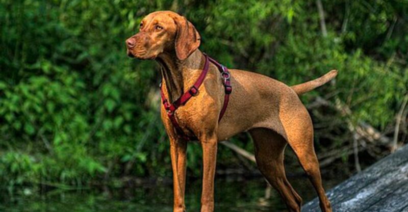 15 dog breeds that seem like they would be the stars of a long summer spent outdoors