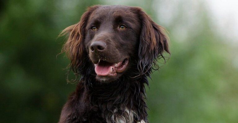 15 dog breeds that seem like they would do well in a house with too many personalities dog news