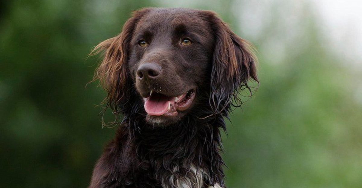 15 dog breeds that seem like they would do well in a house with too many personalities