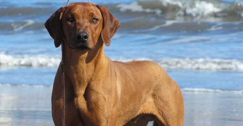 15 dog breeds that seem naturally athletic