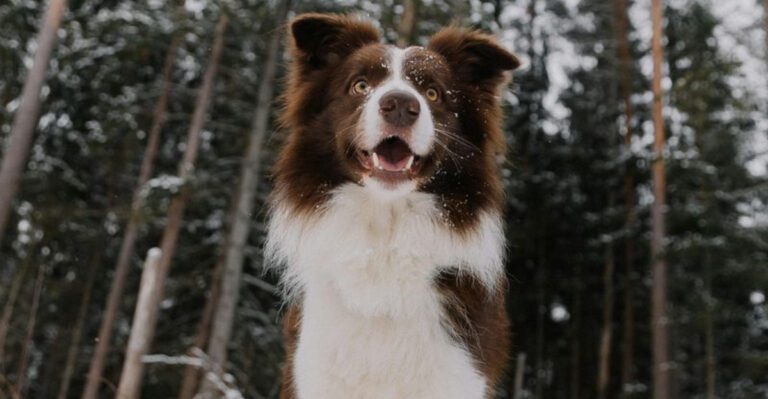 15 dog breeds that seem to predict what youre about to do next dog news
