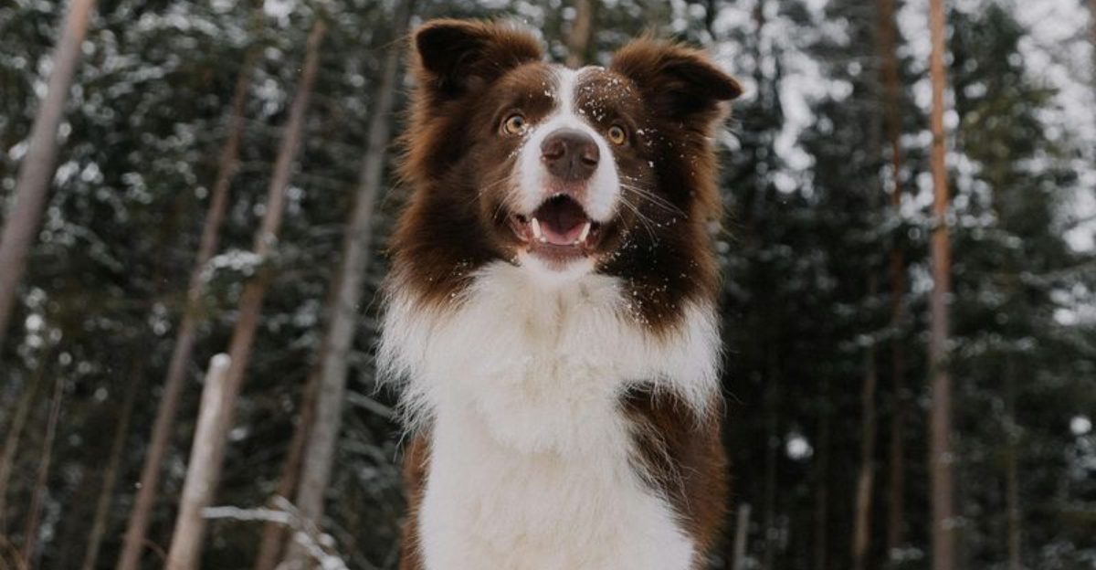 15 dog breeds that seem to predict what youre about to do