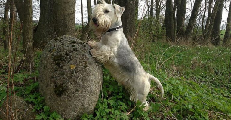 15 dog breeds that seem unusually thoughtful before they act dog news