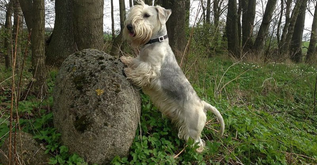 15 dog breeds that seem unusually thoughtful before they act