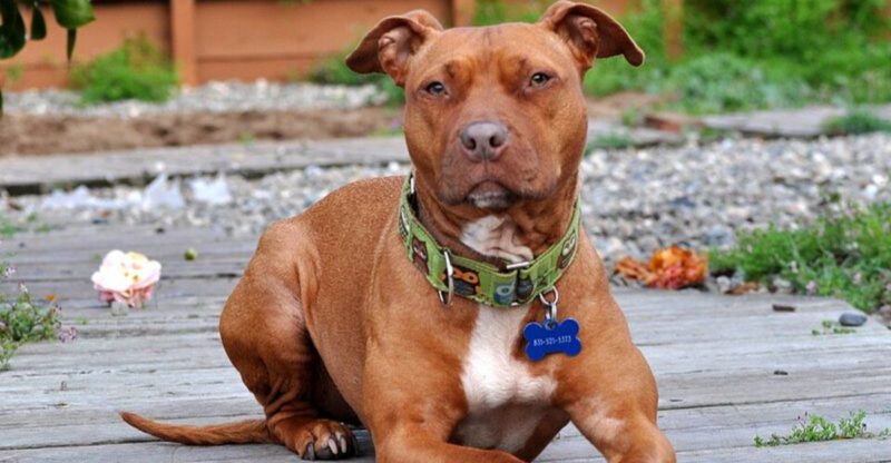 15 dog breeds that shelter volunteers say are sweet but get passed over