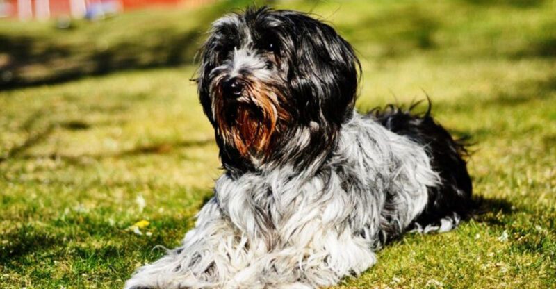 15 dog breeds that somehow feel more impressive the longer you know them