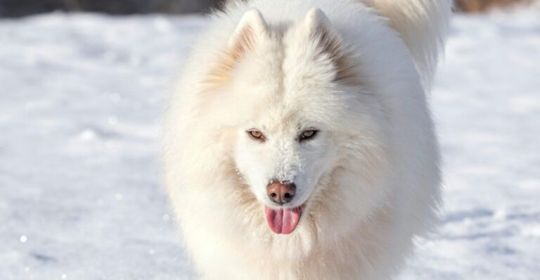 15 dog breeds that somehow look photogenic from every single angle dog news