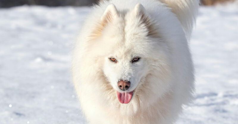 15 dog breeds that somehow look photogenic from every single angle