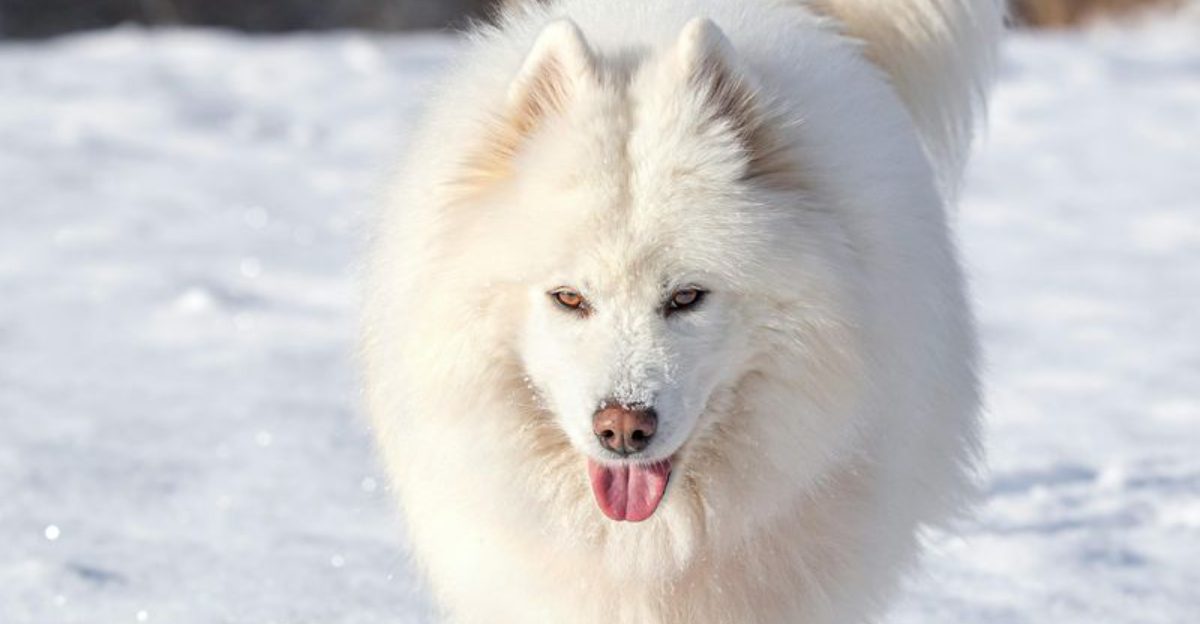 15 dog breeds that somehow look photogenic from every single angle