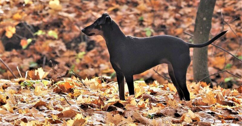 15 dog breeds that somehow make the front window their full time career