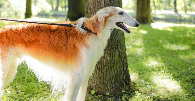 15 dog breeds that somehow manage to look dramatic doing absolutely nothing