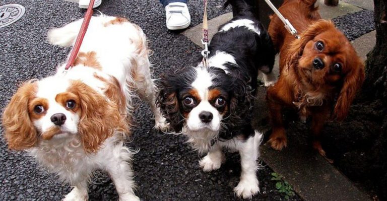 15 dog breeds that sulk in the funniest ways after being told no dog news