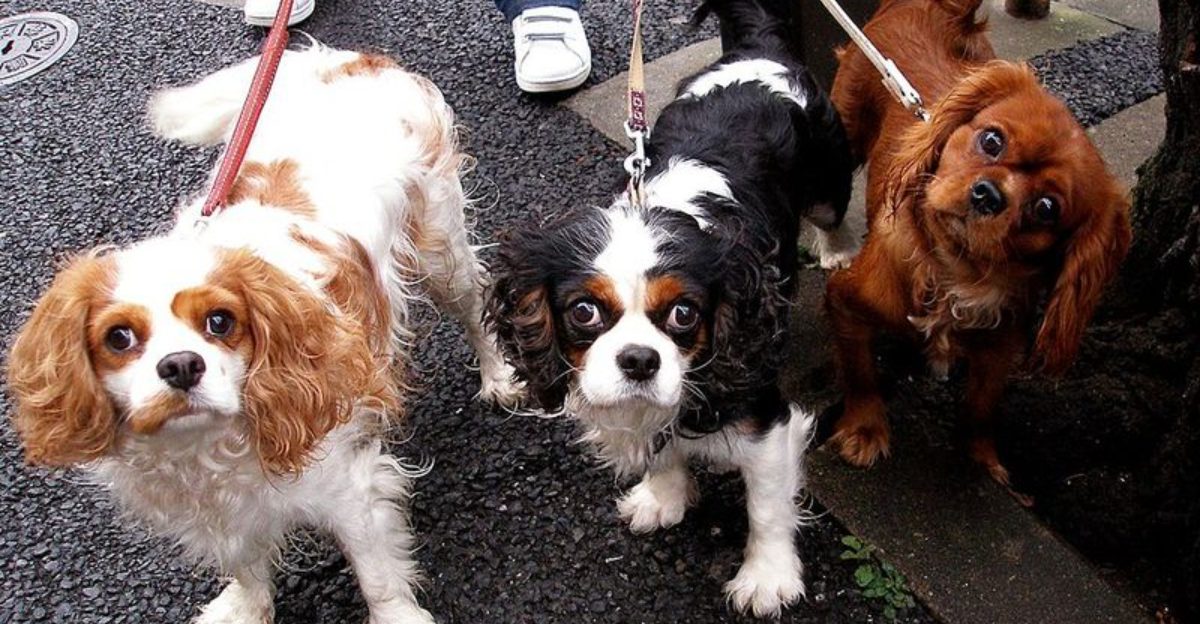 15 dog breeds that sulk in the funniest ways after being told no