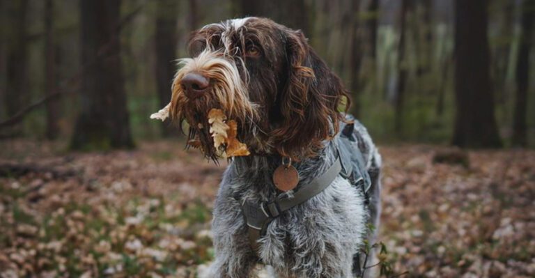 15 dog breeds that treat the garden like a detective case no one else understands dog news