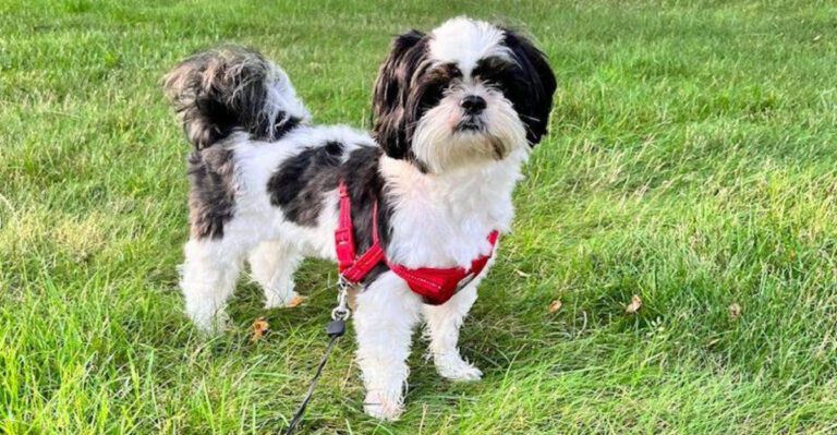 15 dog breeds that turn small disappointments into a full private protest dog news