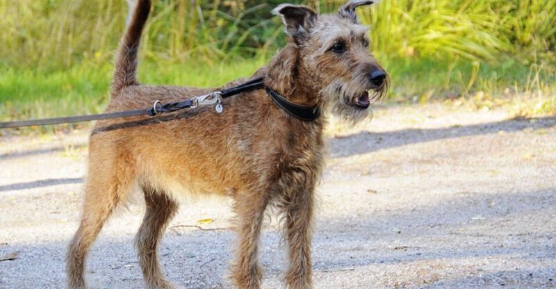 15 dog breeds that would look completely natural in an old black and white film