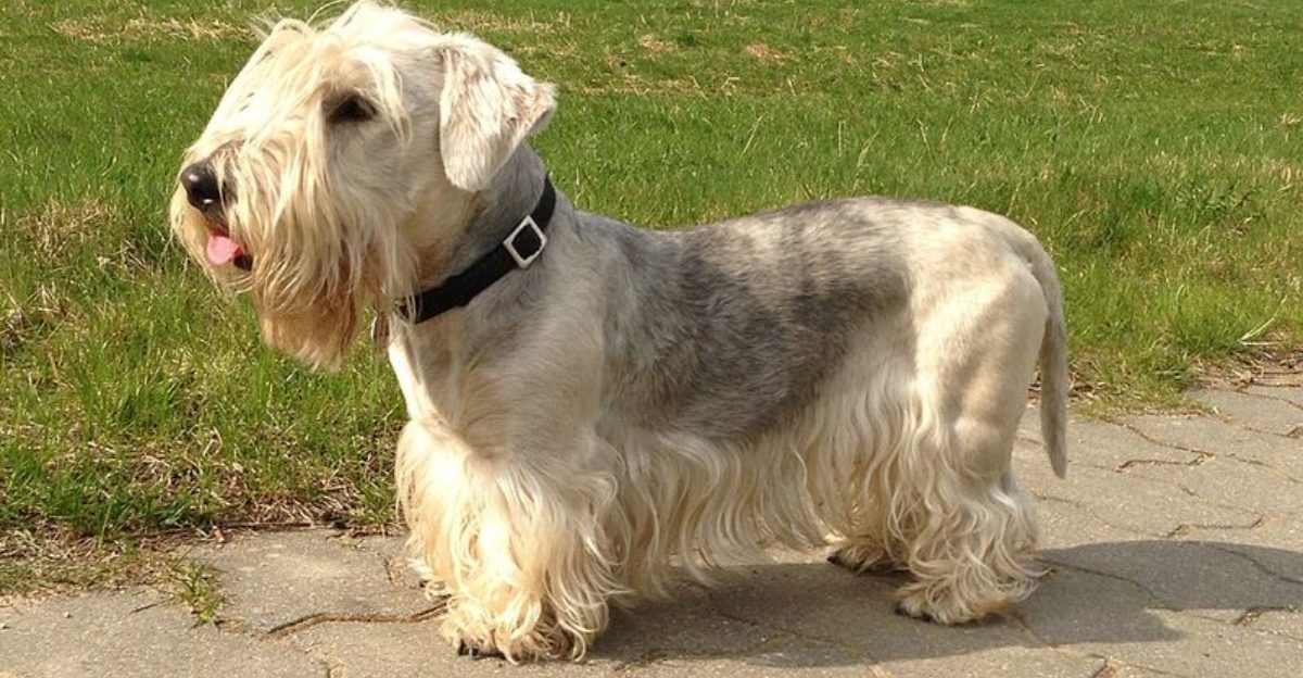 15 rare dog breeds that suddenly feel more interesting than the usual favorites