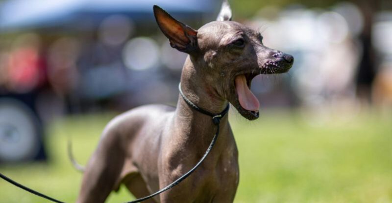 15 unique dog breeds with unforgettable personalities you instantly fall in love with