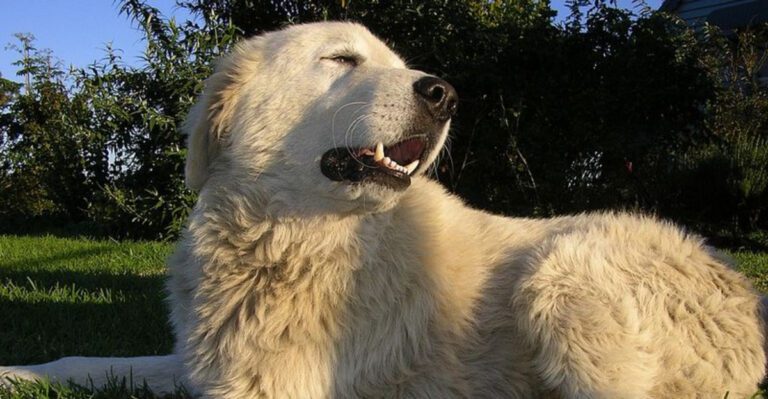 16 breeds that become protective when they feel responsible for their owner dog news