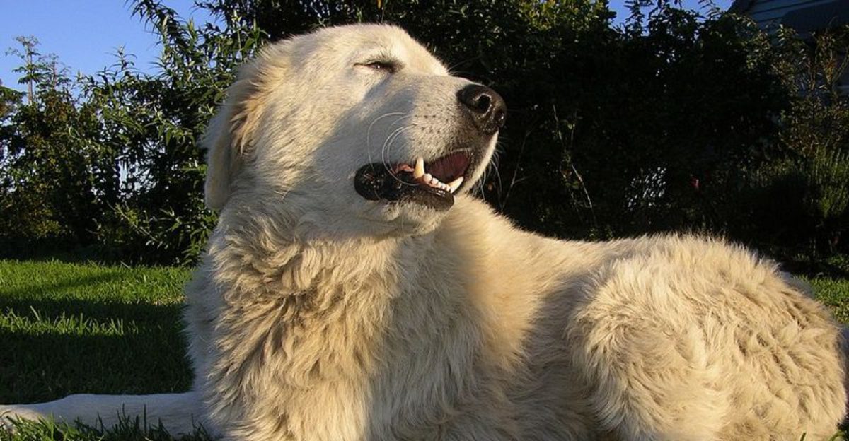 16 breeds that become protective when they feel responsible for their owner