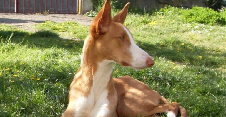 16 breeds that bond strongest during quiet walks together dog news