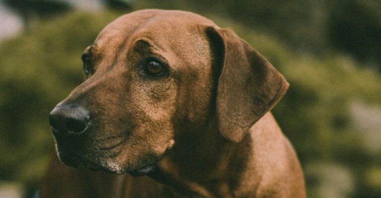 16 breeds that bond through shared outdoor time not cuddles dog news