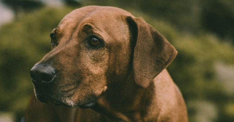 16 breeds that bond through shared outdoor time not cuddles