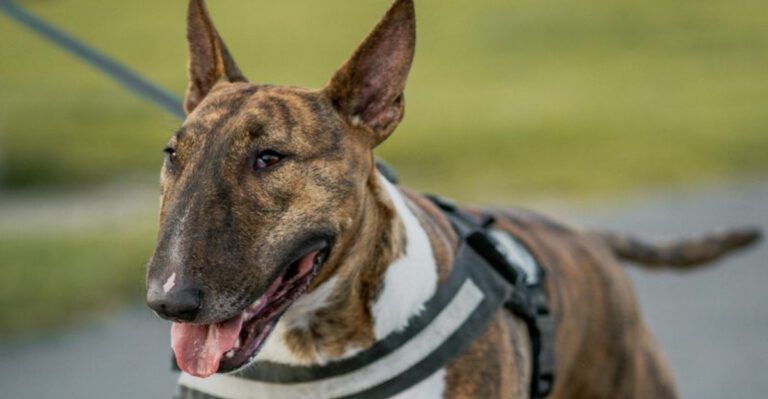 16 breeds that get dangerously confident if you let them win every time dog news