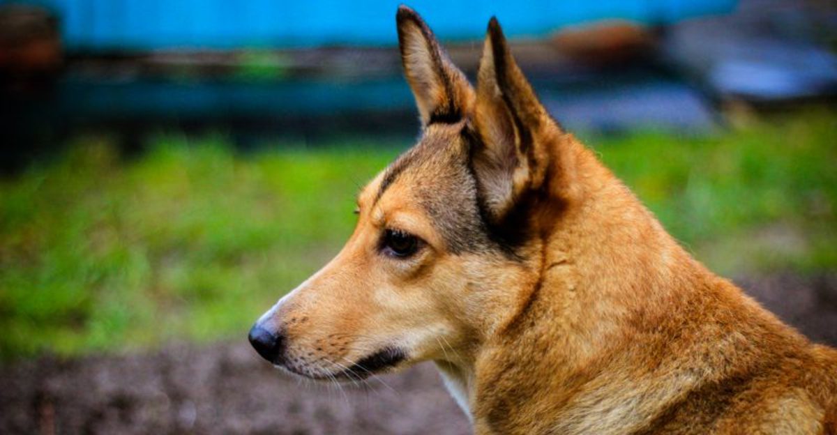 16 breeds that treat your shoes like a comfort object