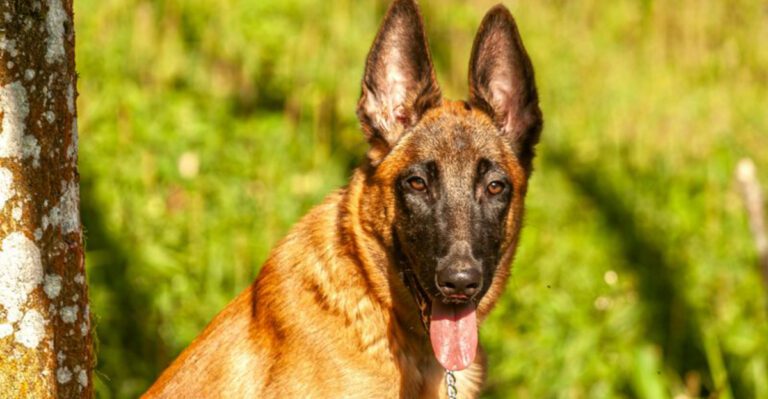 16 breeds that turn rough play into a problem if you dont control the rules dog news