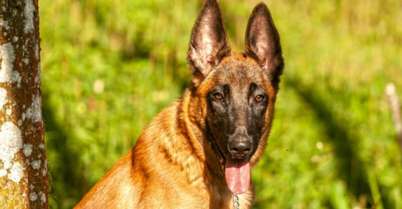 16 breeds that turn rough play into a problem if you dont control the rules