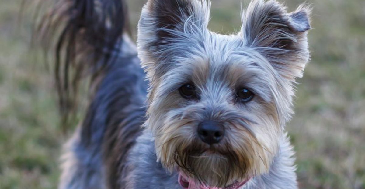 16 dog breeds city dwellers unexpectedly fall in love with