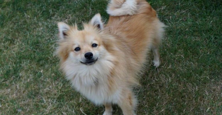 16 dog breeds owners are noticing after the rare breed buzz got bigger dog news