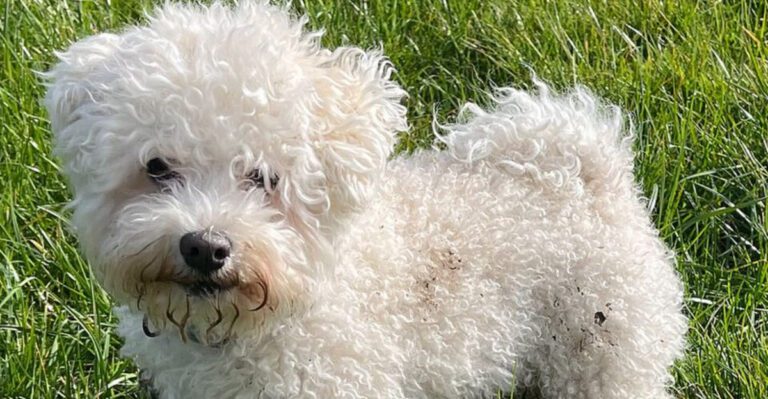 16 dog breeds people are considering instead of the usual city dog favorites this year dog news