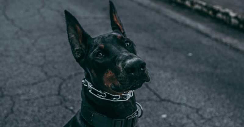 16 dog breeds people buy for status not because they actually fit their life