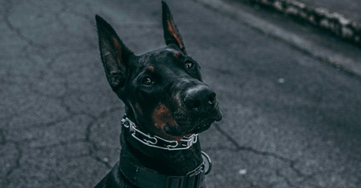 16 dog breeds people buy for status, not because they actually fit their life